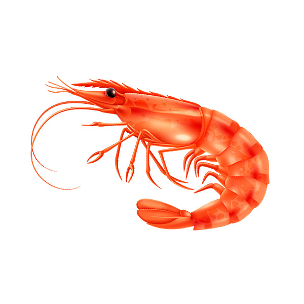 Türkçe karides kelimesinin ingilizce karşılığı shrimp, prawn