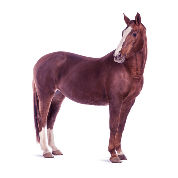 Türkçe at kelimesinin ingilizce karşılığı horse